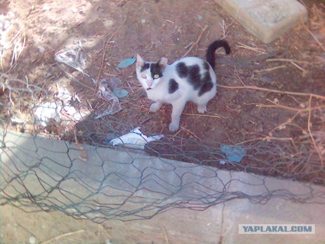 Котовторник в ЯПонии (58 фот)