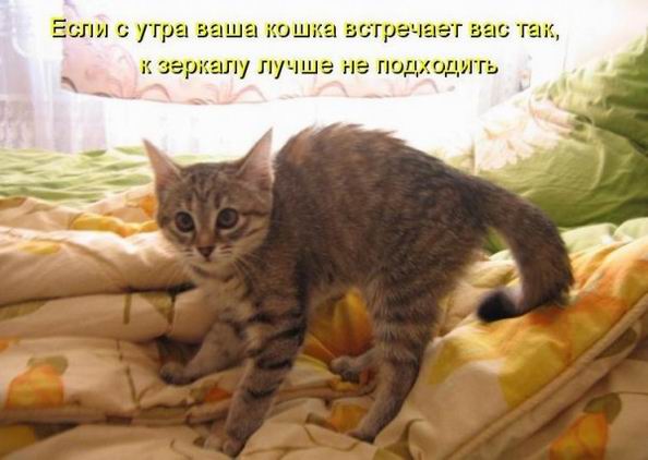 Котовторник 15.02.2011