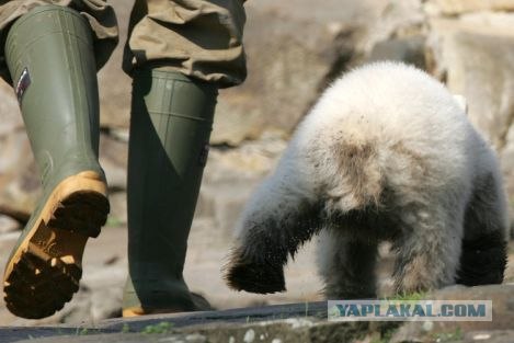 Умер Кнут - медведь из берлинского зоопарка