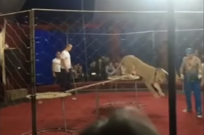 Львица в цирке напала на девочку. В цирке лев напал на девочку. Девочка и лев. Лев напал на девочку. Цирк шапито львица напала.