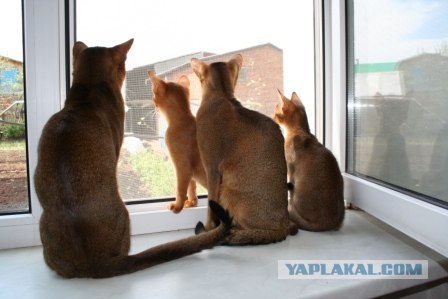 Котовторник 22.11.11