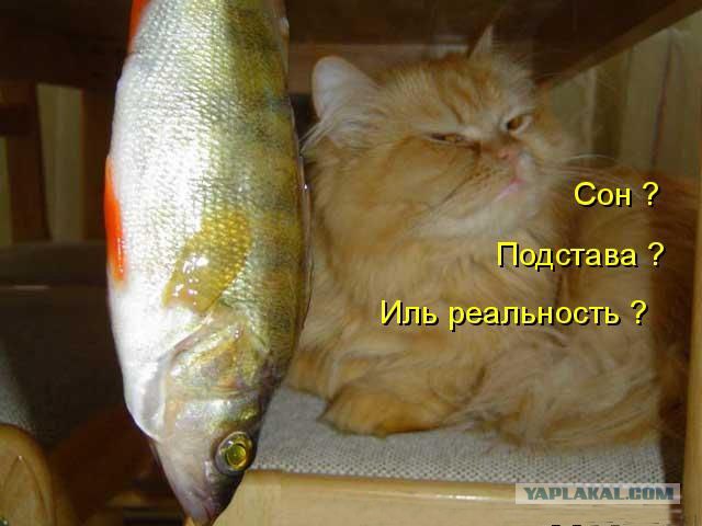 Наблюдатель