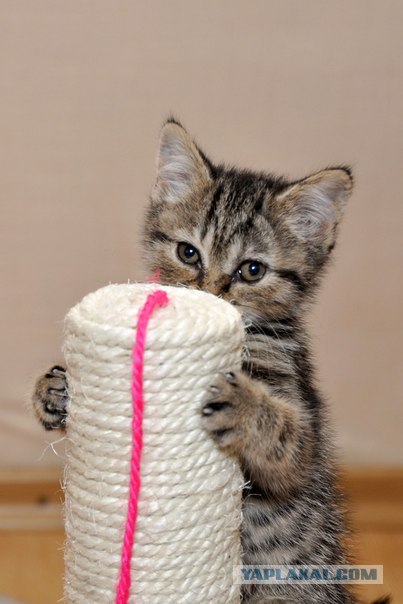 Котовторник (14.02.2012)