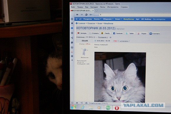 КОТОВТОРНИК (6.03.2012)