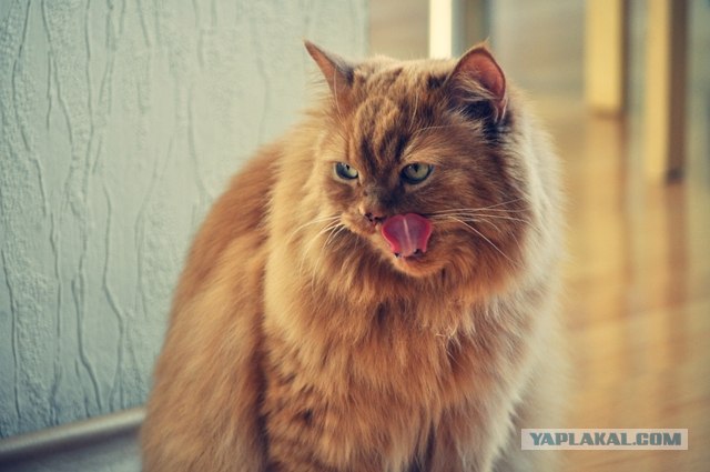 Котовторник! 13.03.2012