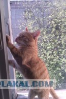 Котовторник  21.08.12