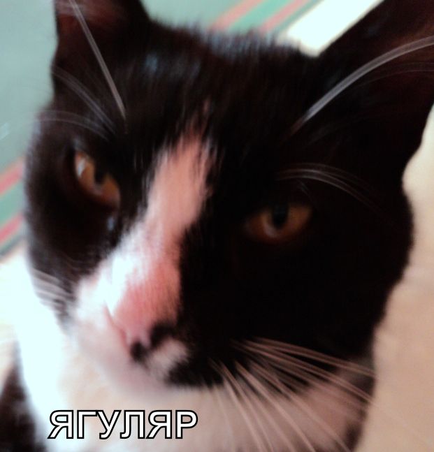 Котовторник  16.10.12