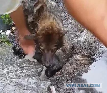 Люди увидели, как собака рыла наполненную водой яму, а потом нырнула в неё с головой.