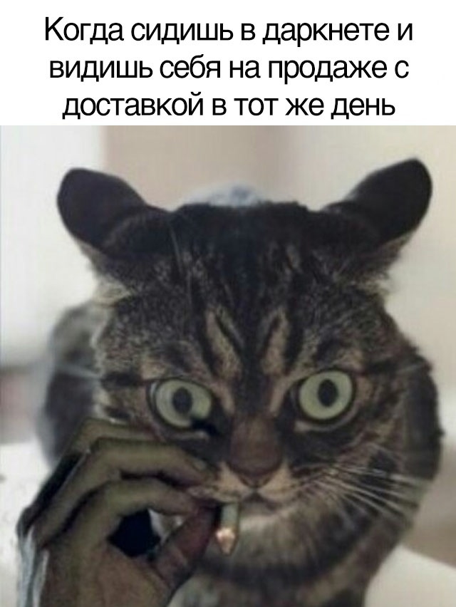Весёлый полтишок 1.04