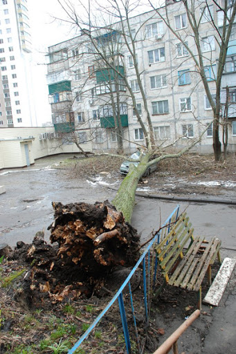 Дерево-спаситель. Зачем его истребляют в наших городах?