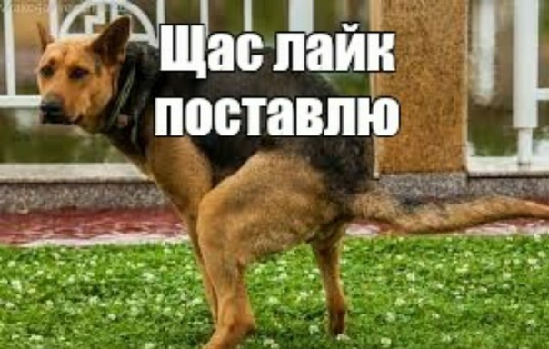 Щас лайк поставлю картинки прикольные