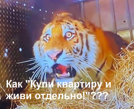 Зоозащитники засняли лицо тигра, которого выпускают на волю в джунгли