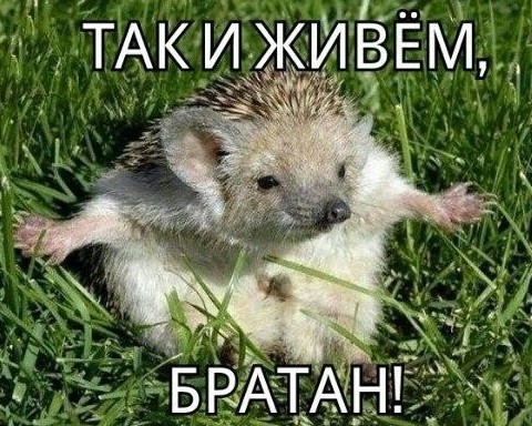Вредители съели марихуану.