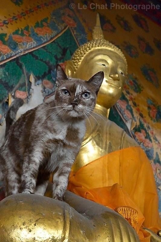 Кошки на развалинах города Помпеи
