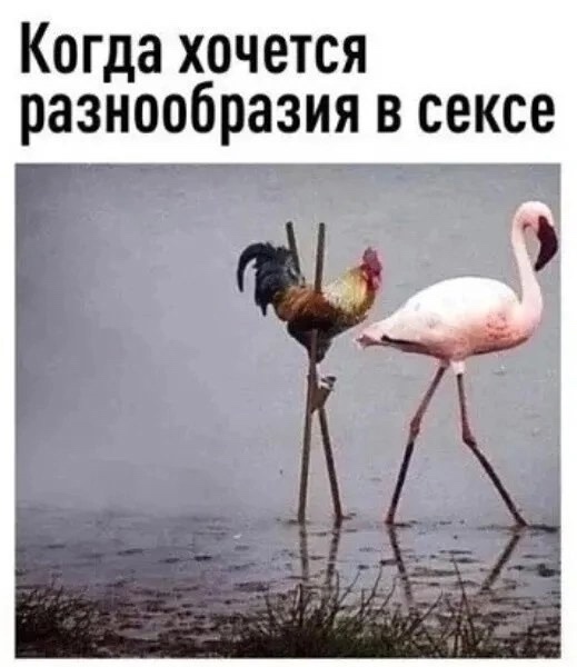 Весёлый полтишок 14.05.25.