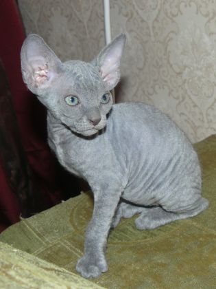 Ликбез по кошачьим породам.