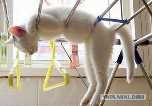 Котейка, который не знает как лежат котейки
