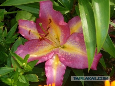 Хочу на дачу