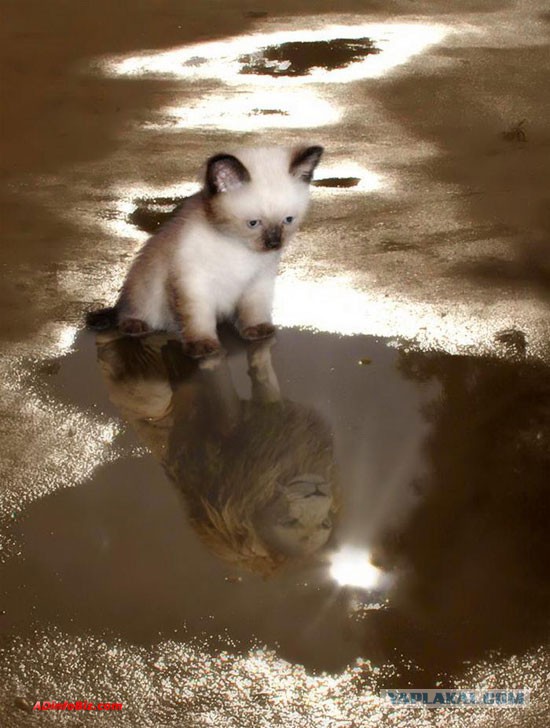 Чёрт, чёрт, чёрт!