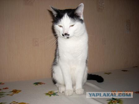 Котовторник 04.11.2014