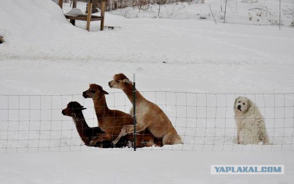 Когда дальнобойщик будущий юрист