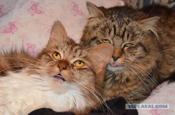 Поломанные коты