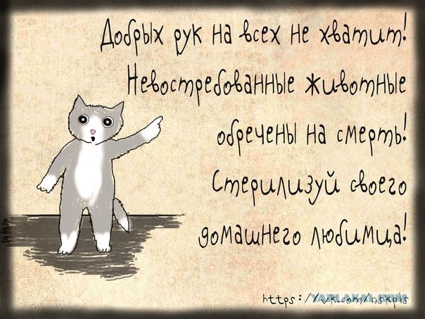 Кастрация кошек и котов