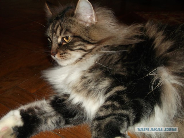 Котовторник