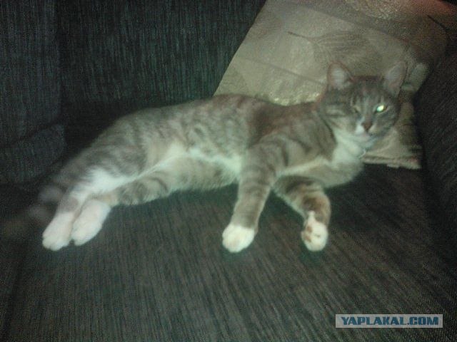 У кота нет глаз