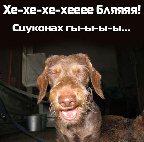 СОБАКИ и ЩЕНКИ. Все про собак!