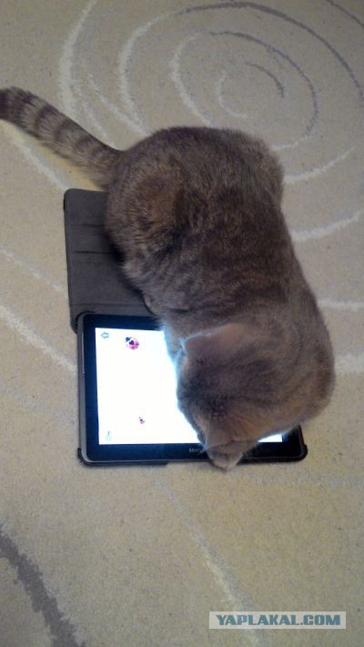 Котовторник