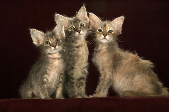 Коты, кошки, котята