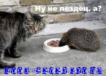 Коты, кошки, котята