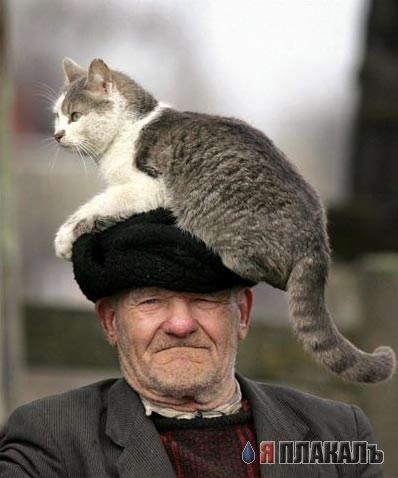 Коты, кошки, котята