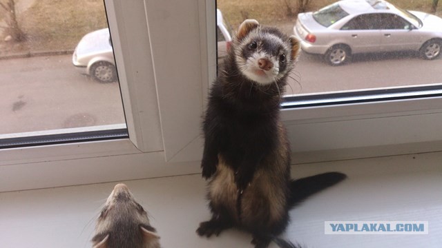 Скотинки - Животинки