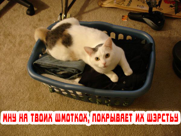 Вторник! Кашаки!