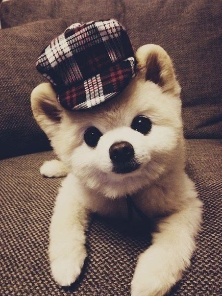 Прикольные животные