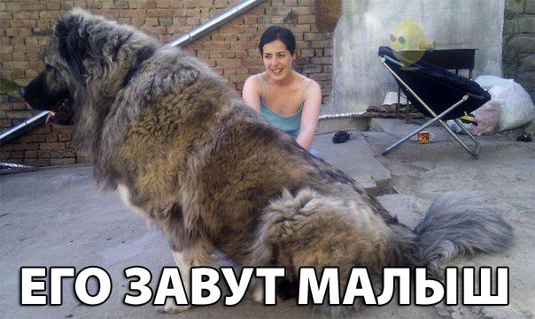 Самые смешные животные