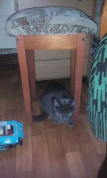 Котовторник 28.02.2017