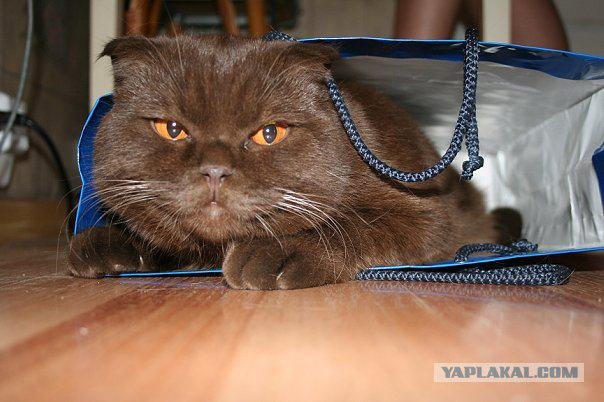 Операция "Кот"