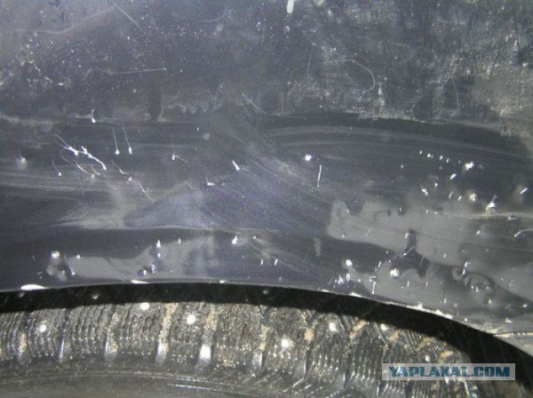 Собаки разорвали автомобиль