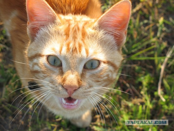 Рыжий котовторник на ЯПлакал!, Смотрим  и добавляем!