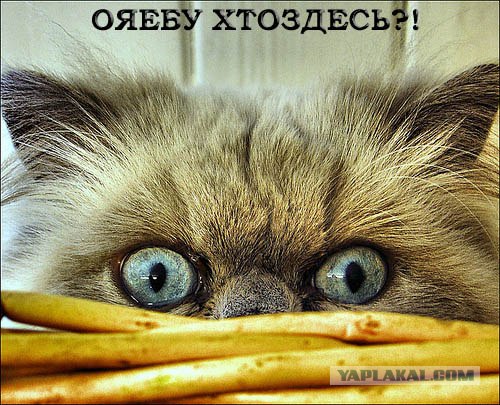 Кошак в шоке