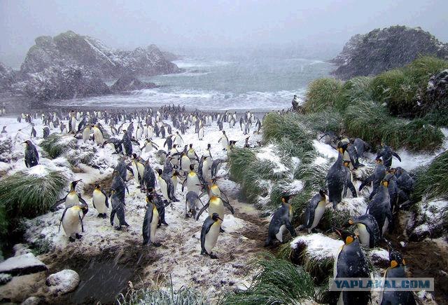 В гостях у пингвинов