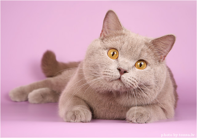 Котовторник на 6 июля