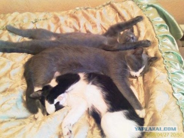 Котовторник, 19 октября