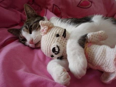 Как же можно про котовторник забыть?!