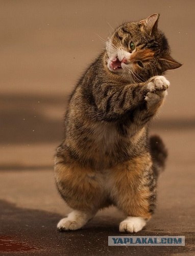 Котовторник. А как же?!