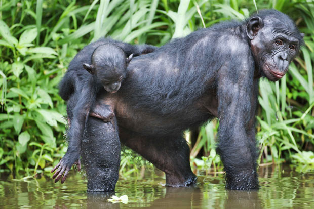 Заповедник Lola ya Bonobo в Конго