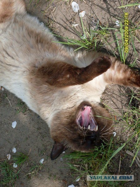 Эпический Котовторник!
